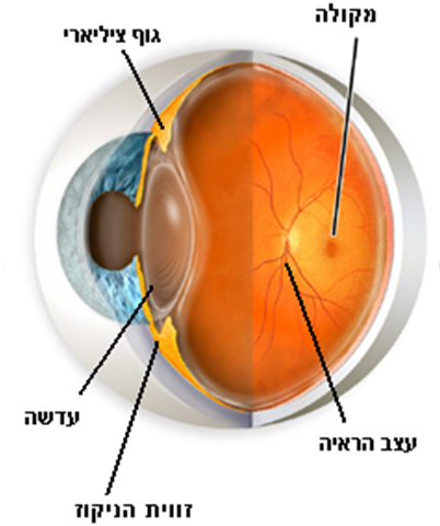 מבנה העין 